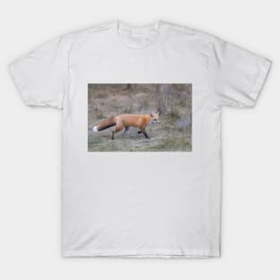 Red fox in Autumn Meadow T-Shirt